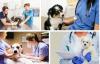 Значок категории Ветеринарные клиники